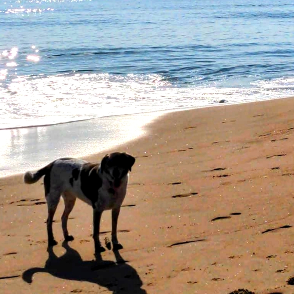 Meet your Posher, Sammy